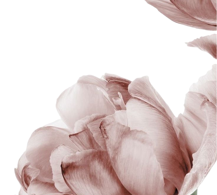 Stunning Rose Flower Image | Free Download & Usage Guide